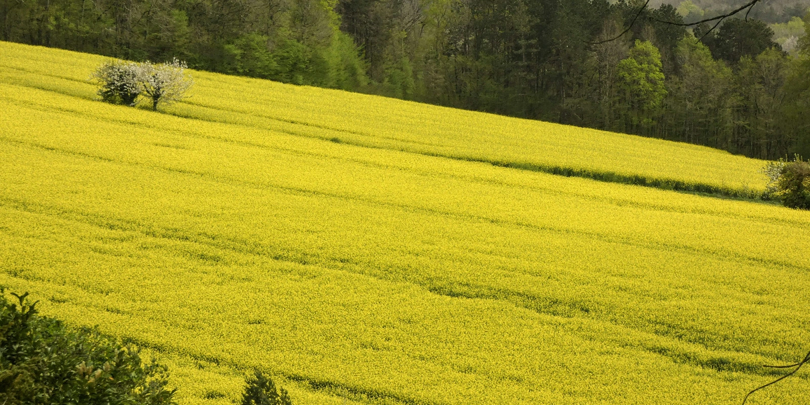 Licence Chimie Metz : Programme et Spécialisations