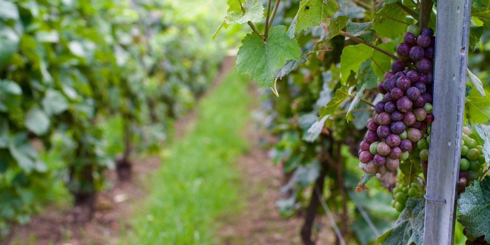 Spectroscopie en Chimie : Méthodes et Applications